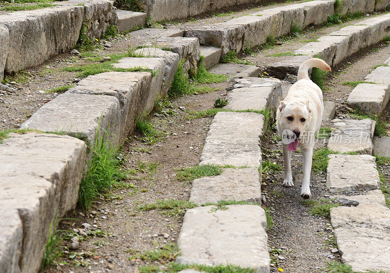 西西里的拉布拉多寻回犬