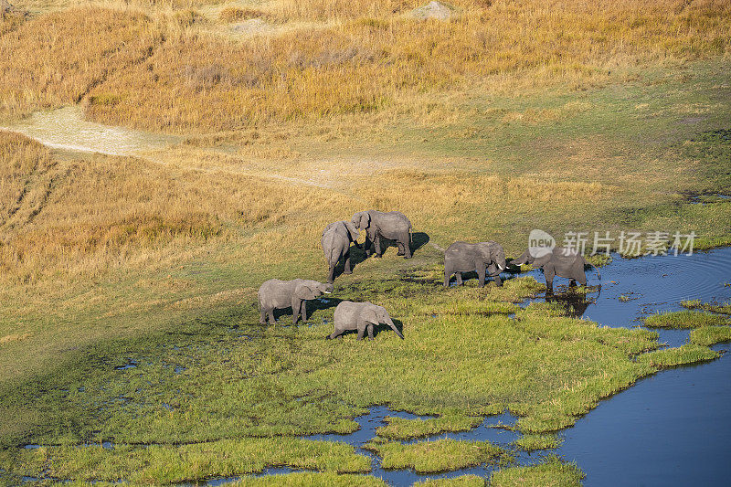 大象鸟瞰图，奥卡万戈三角洲，博茨瓦纳，非洲