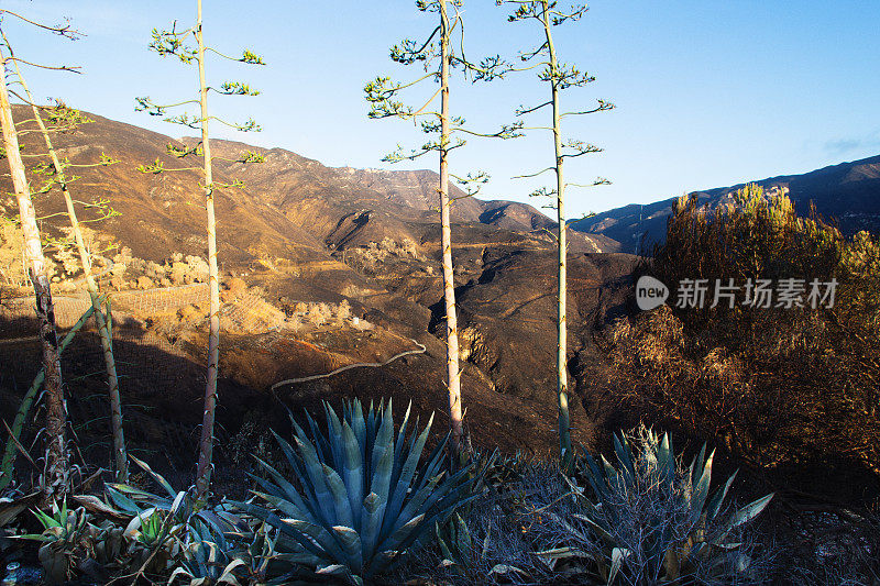 加州马里布:伍尔西大火余波:黎明时分燃烧的山脉