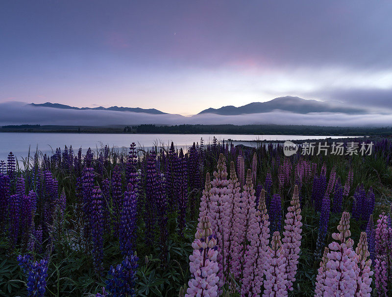 新西兰特卡波湖的Lupins