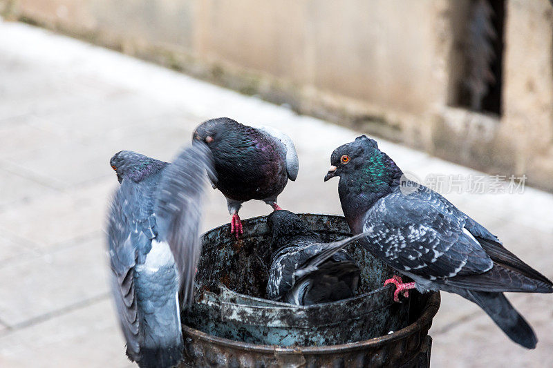 鸽子在垃圾桶里搜寻食物