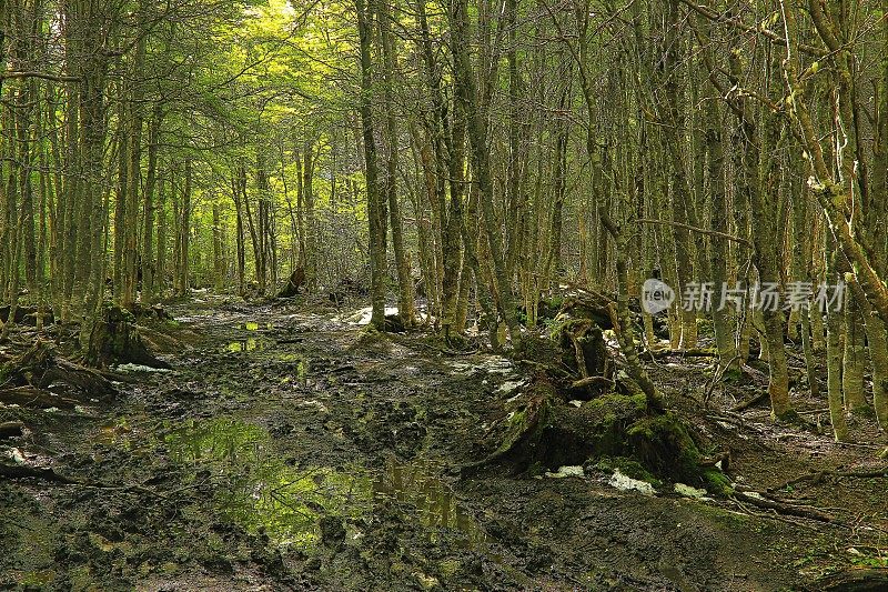 乌斯怀亚-火地岛，阿根廷，泥湿路进入林地