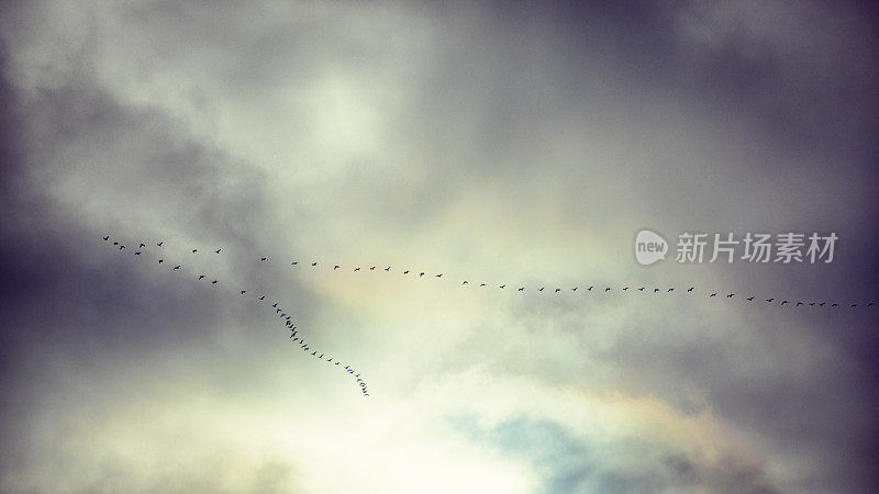 多云的天空中有一群雁
