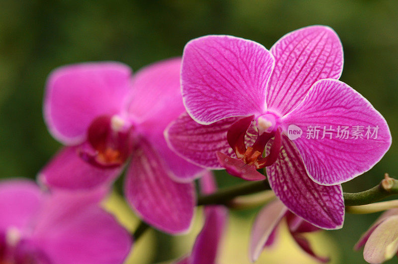 粉红色兰花紫色条纹花在热带花园微距摄影