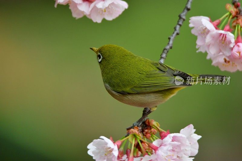 日本白眼睛享受吮吸樱花花蜜