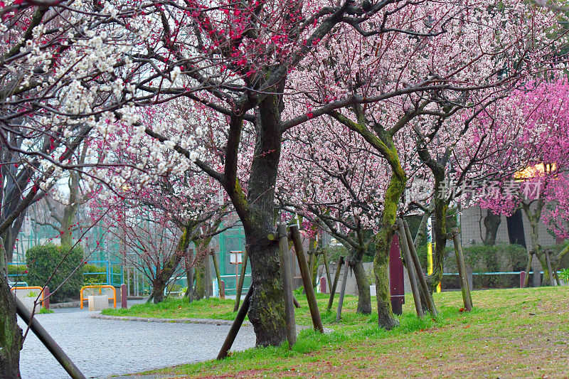 樱花盛开的日本公园，东京