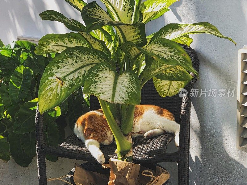 猫躺在户外