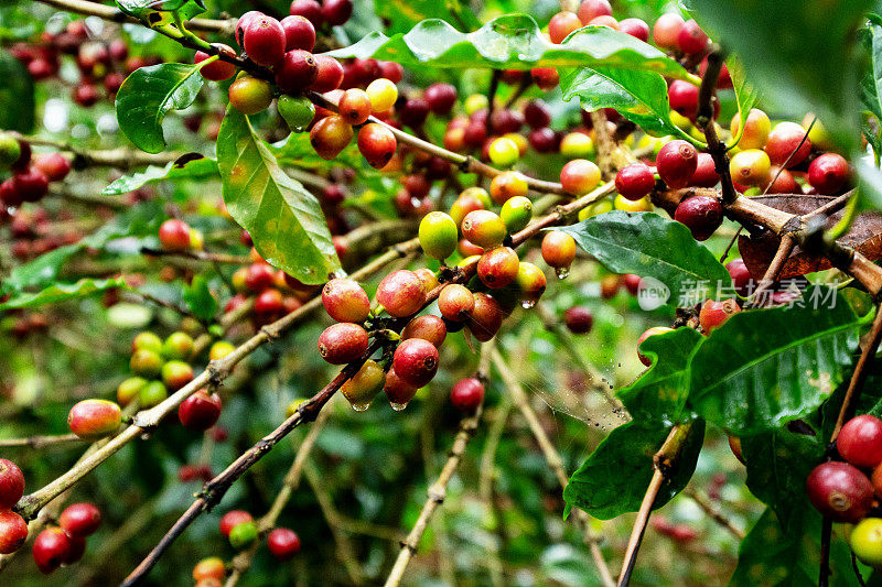 咖啡树上准备收获和加工的成熟樱桃