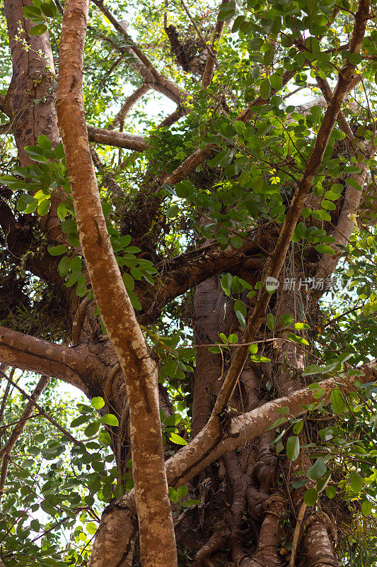 蔡孙国家公园的一棵热带树
