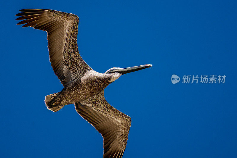 飞行中的褐鹈鹕