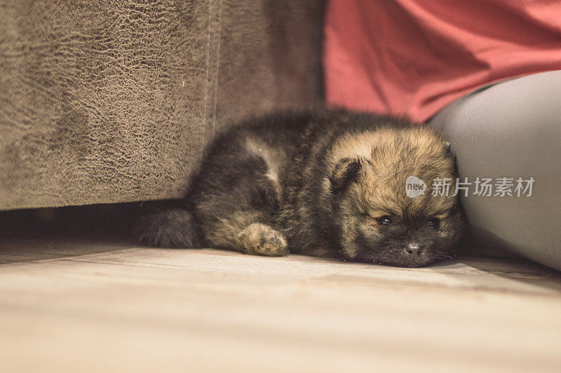 可爱的毛茸茸的博美犬躺在地板上