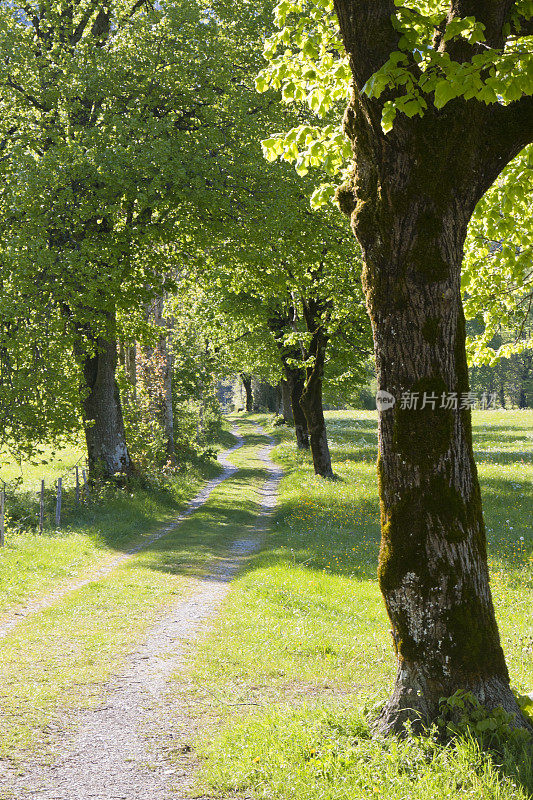 春天绿树成荫的小路