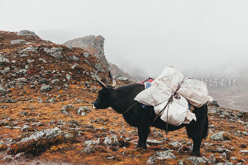 西藏山上的牦牛