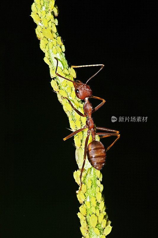 树枝上的蚂蚁和蚜虫。