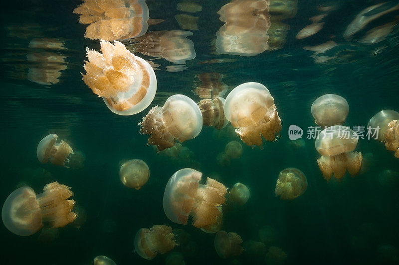 帕劳石岛海洋湖著名水母湖的神奇气氛