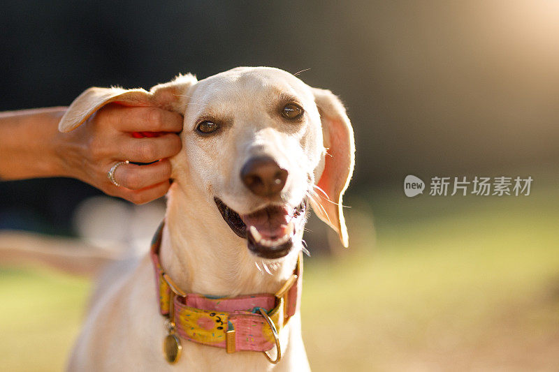 抓狗的耳朵