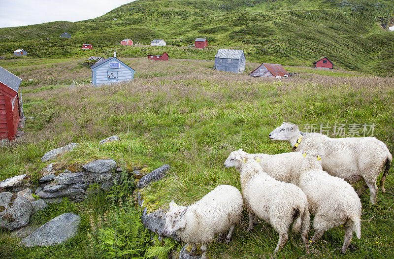 挪威的风景。在山上有绵羊和小屋