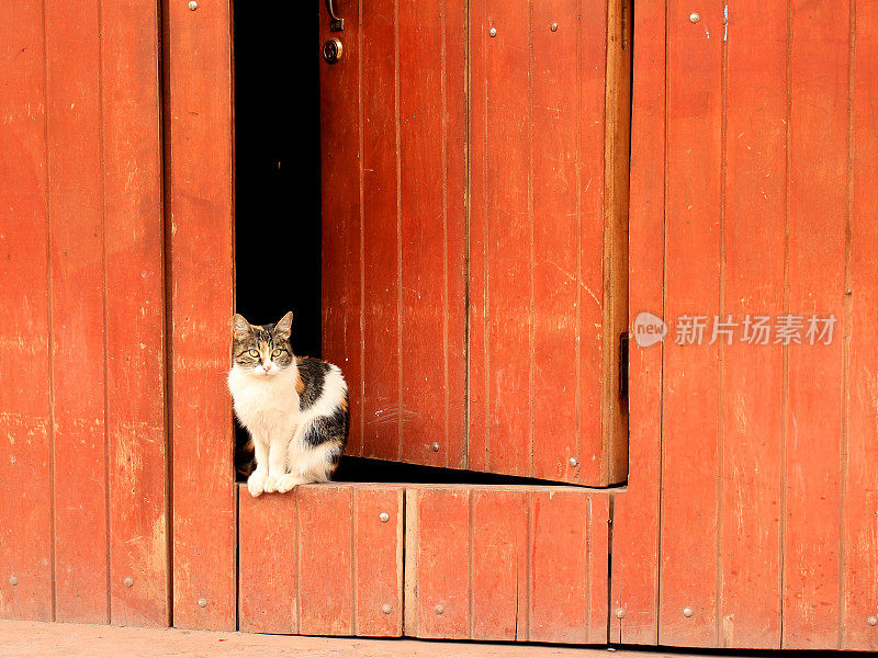 人行道上的猫