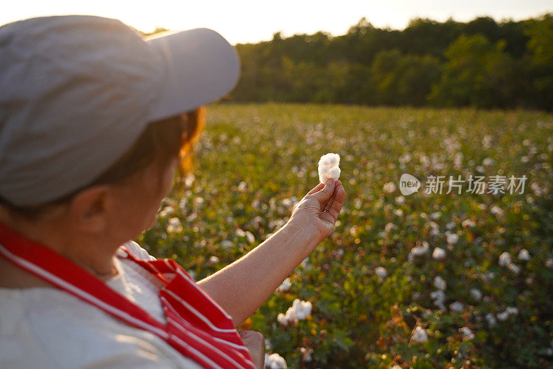 棉花采摘的季节。在棉花田间工作的活跃的高级职员CU。在金色的夕阳下，农学家在收获前对作物进行评估。