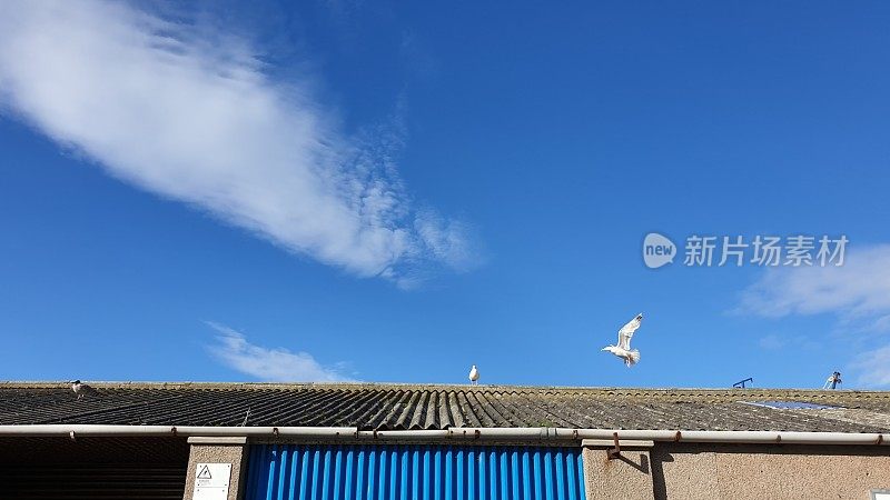 海鸥在蓝天的映衬下，飞上锡屋顶，复制空间