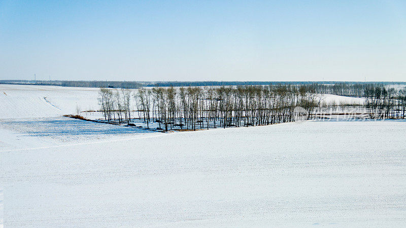 雪地里的树