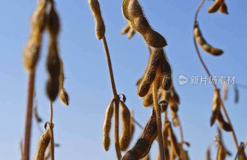 收获前成熟的大豆植株特写