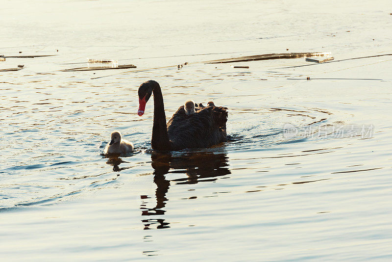 黑天鹅在湖里和小天鹅在夕阳下游泳