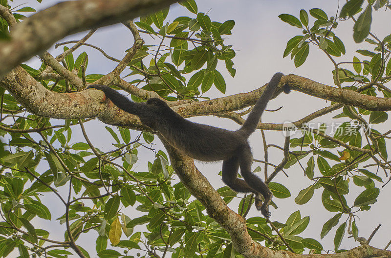野生雌性吼猴，在中美洲巴拿马的甘博亚索伯拉尼亚国家公园