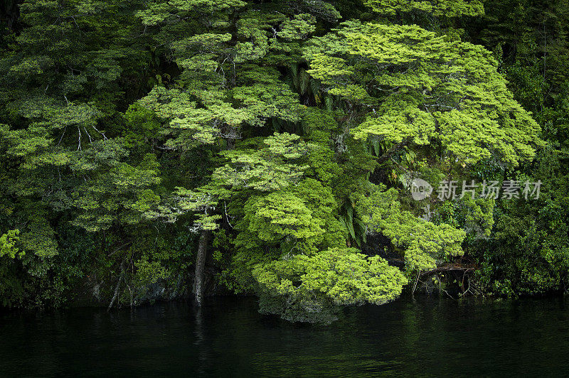 马纳波里湖和新西兰可疑之声