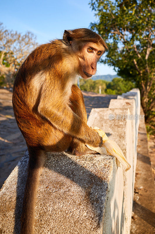 一只野生猴子拿着装着食物的塑料袋。