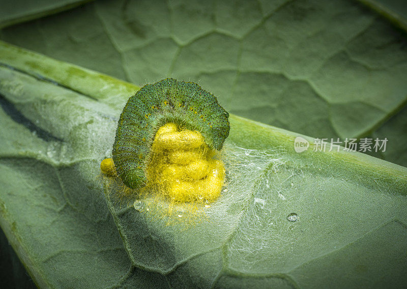 菜青虫被瓢虫寄生