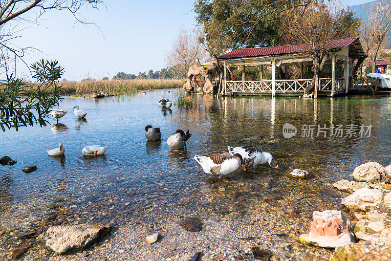 一群鸭子漂浮在清静的水面上，背景是绿色的莎草