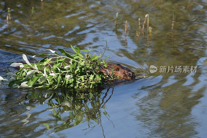 海狸带着食物游泳