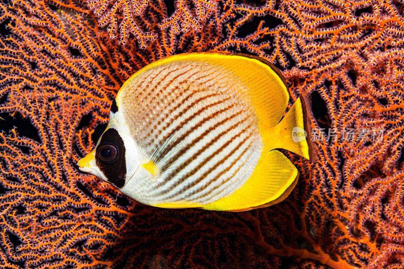 印度尼西亚北巴厘岛美丽的柳珊瑚框里的熊猫蝴蝶鱼