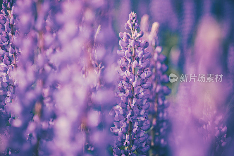 野生紫花背景