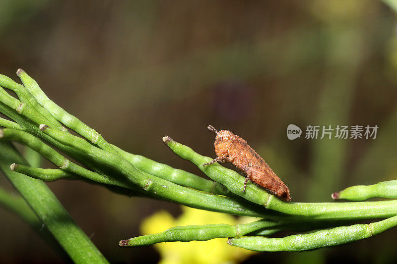 草地蝗虫若虫(直翅目;Caelifera;Acrididae;Chimarocephala帕西菲卡incisa)