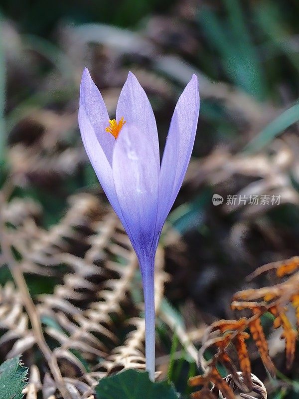 10月，西班牙北部的一株秋番红花开始开花