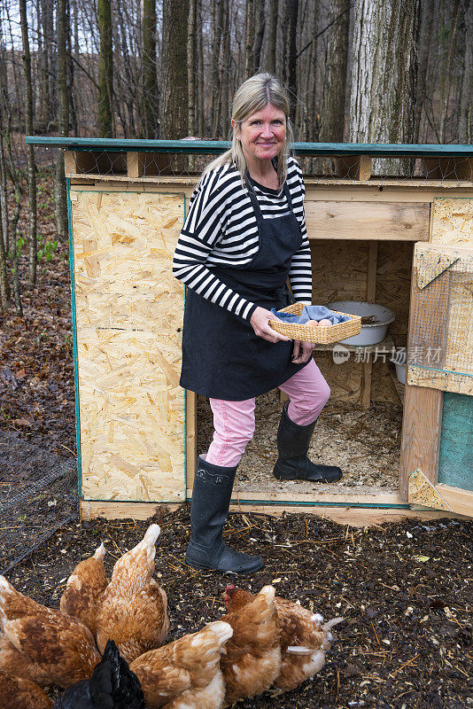 一个女人照顾她的鸡和收集鸡蛋从她后院的鸡笼。