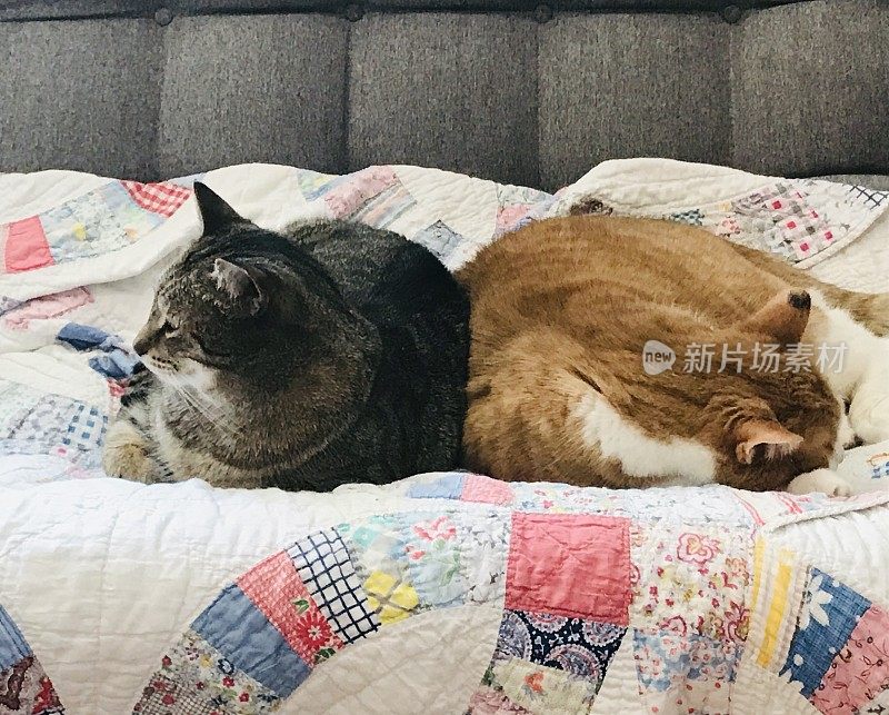 两只猫睡在一起