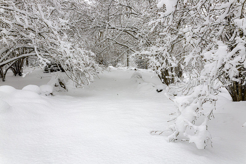 白雪皑皑的树，雪白的雪墙