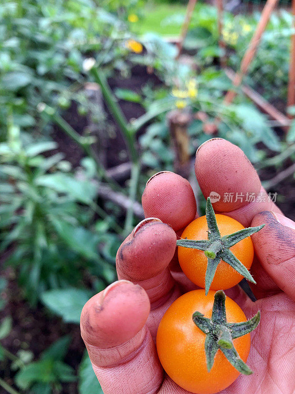 园丁在有机花园的藤蔓上种植五颜六色的橙色樱桃番茄