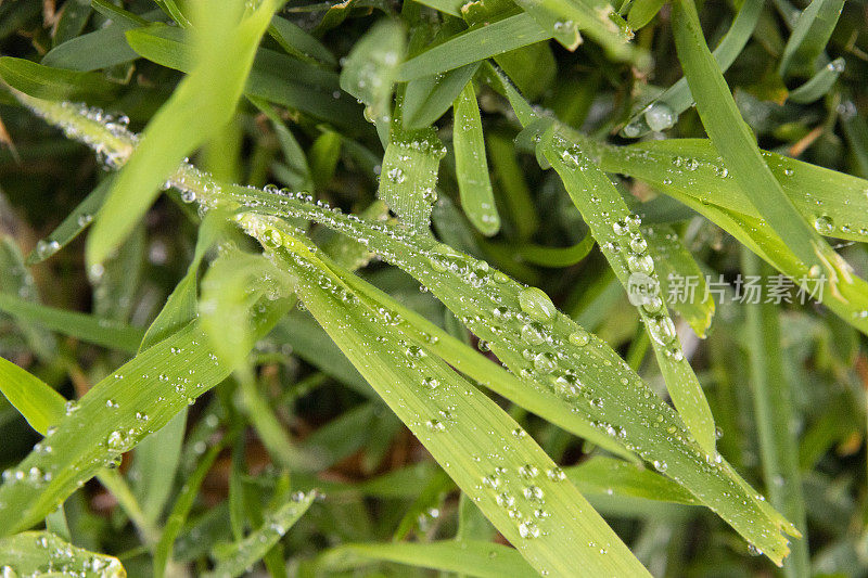 雨水滴在草地上