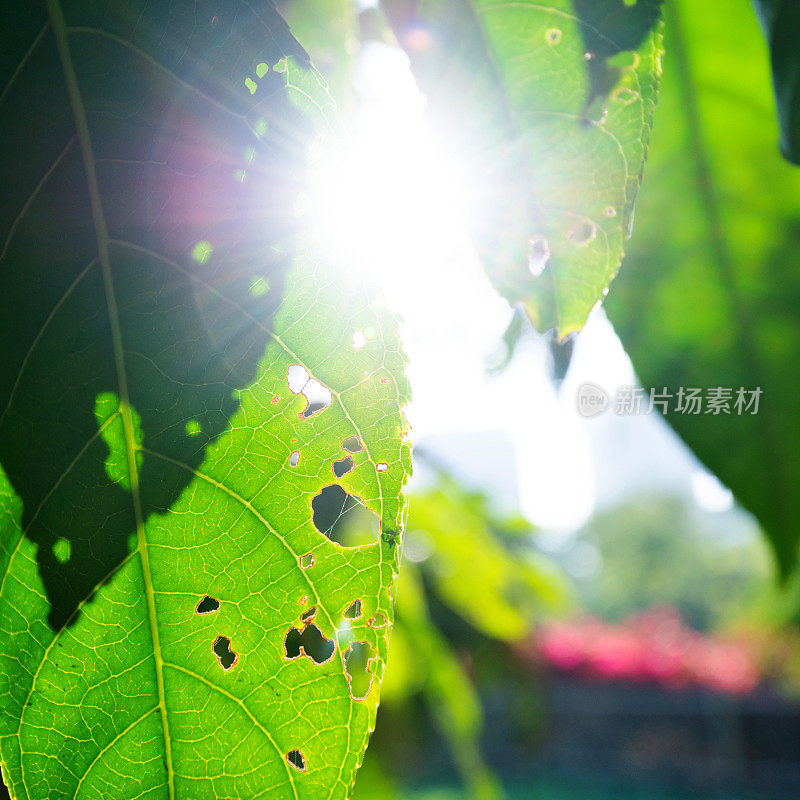 关闭的孔叶背景