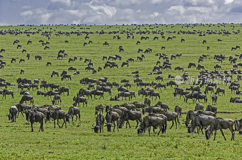 牛羚群，牛羚，塞伦盖蒂国家公园，坦桑尼亚，东非，迁徙