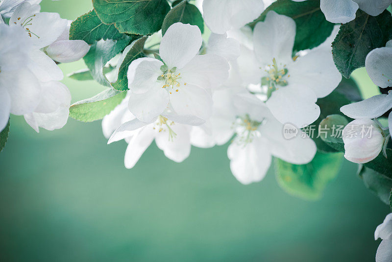 花园里盛开的苹果树