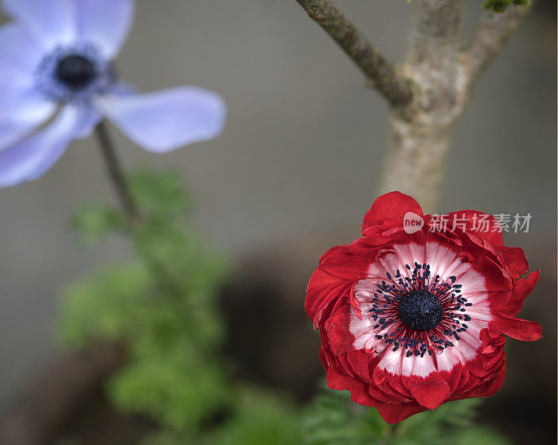 充满异域风情的花朵