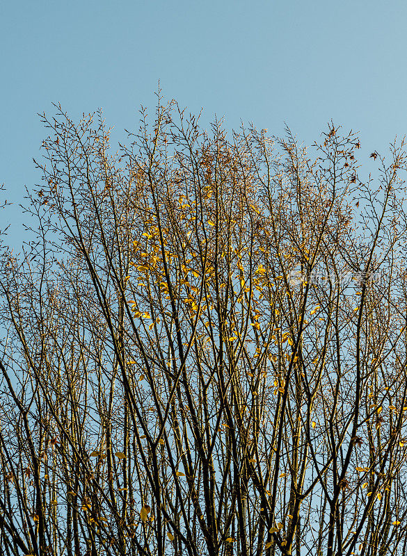 树上只剩下几片叶子了