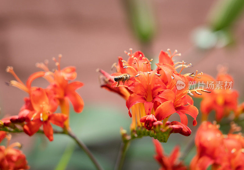 Crocosmia，鳄鱼和蜜蜂