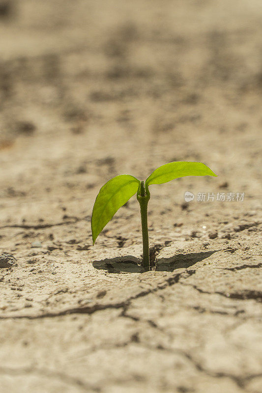 植物在干裂的土壤中生长。