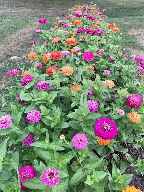 Zinnia花坛